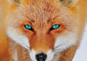 FoxImage Web Cropped