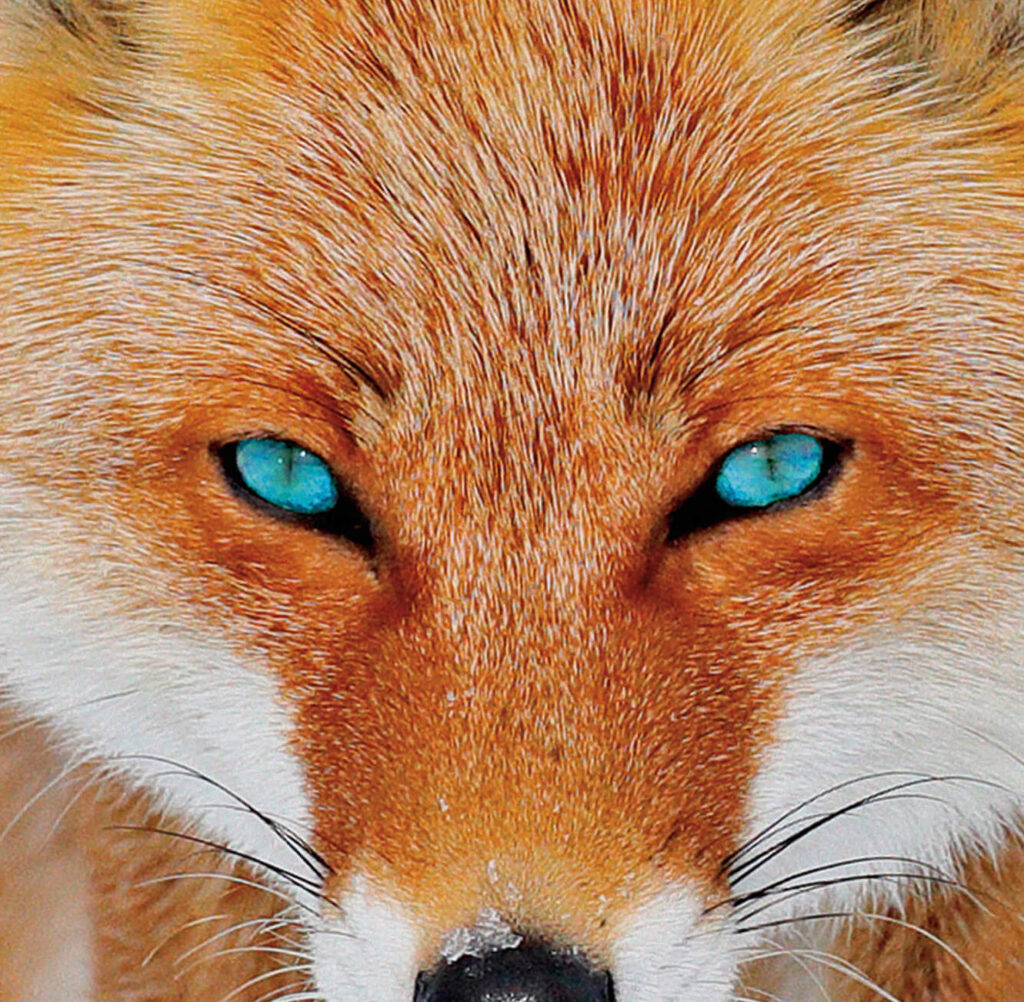 Hero Fox